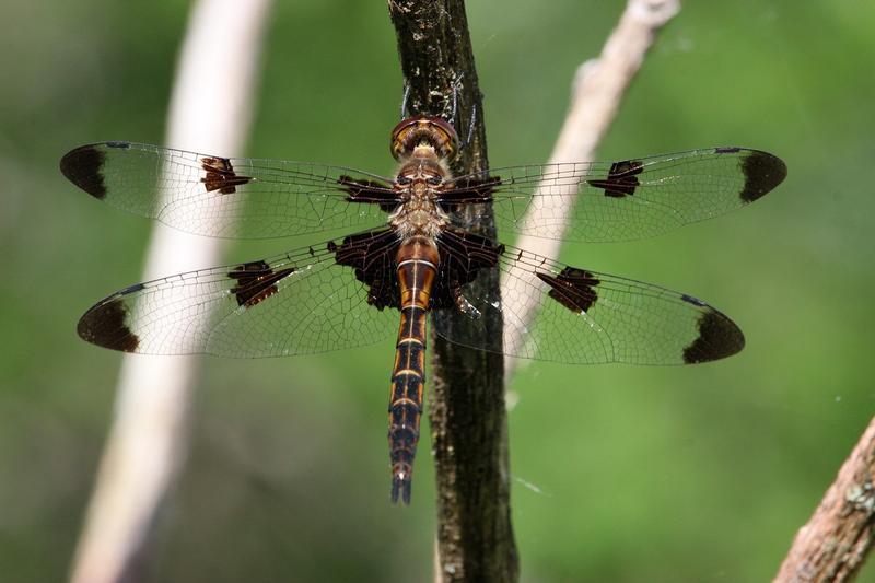 Photo of Prince Baskettail