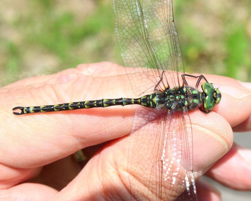 Photo of Harlequin Darner