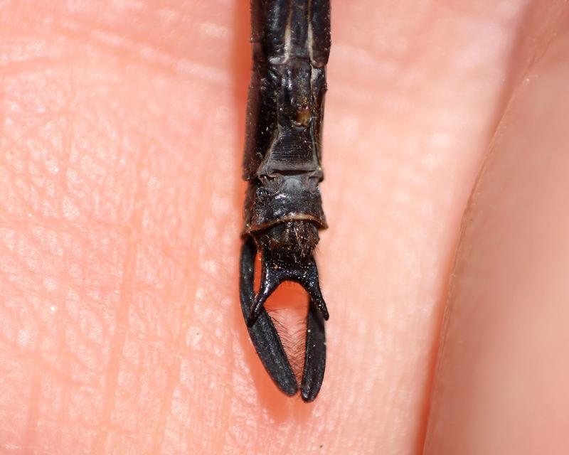 Photo of Harlequin Darner