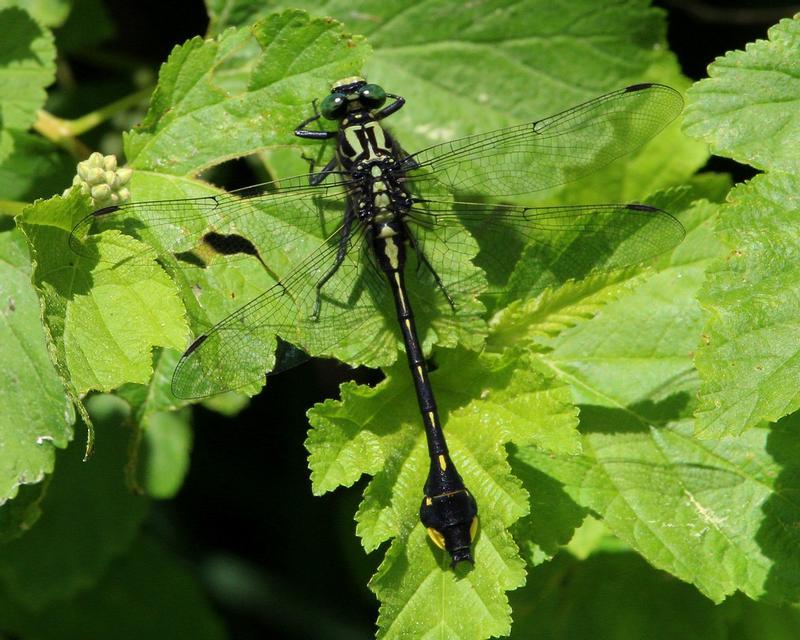 Photo of Cobra Clubtail