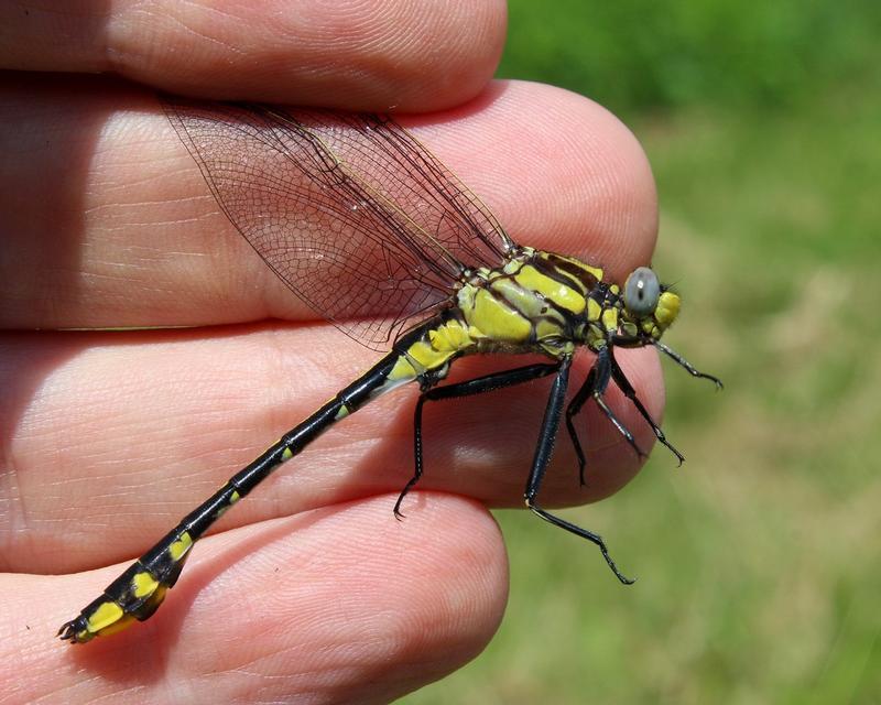 Photo of Midland Clubtail