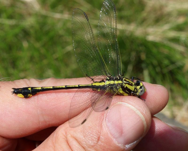 Photo of Midland Clubtail