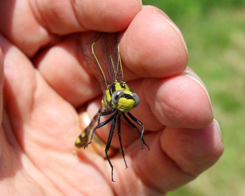 Photo of Midland Clubtail