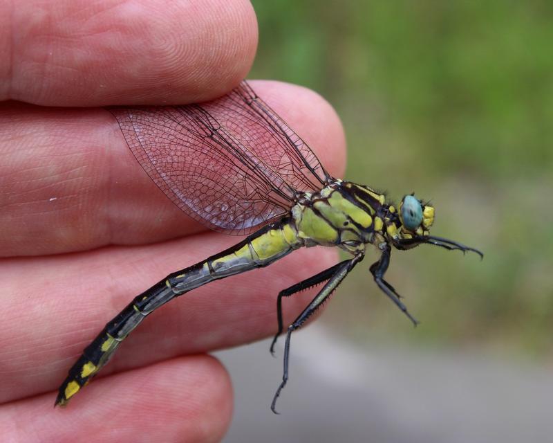 Photo of Midland Clubtail