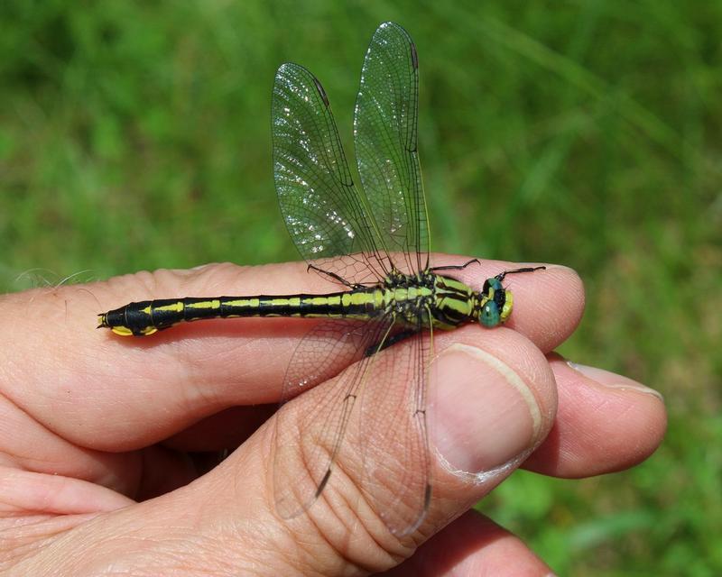 Photo of Midland Clubtail