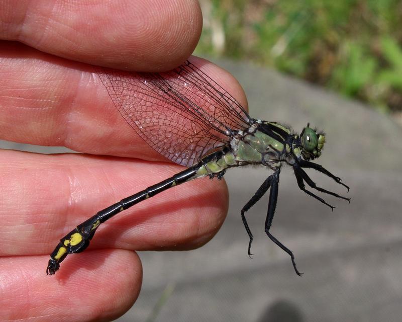 Photo of Skillet Clubtail