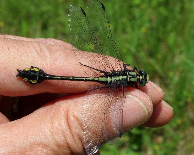 Photo of Skillet Clubtail