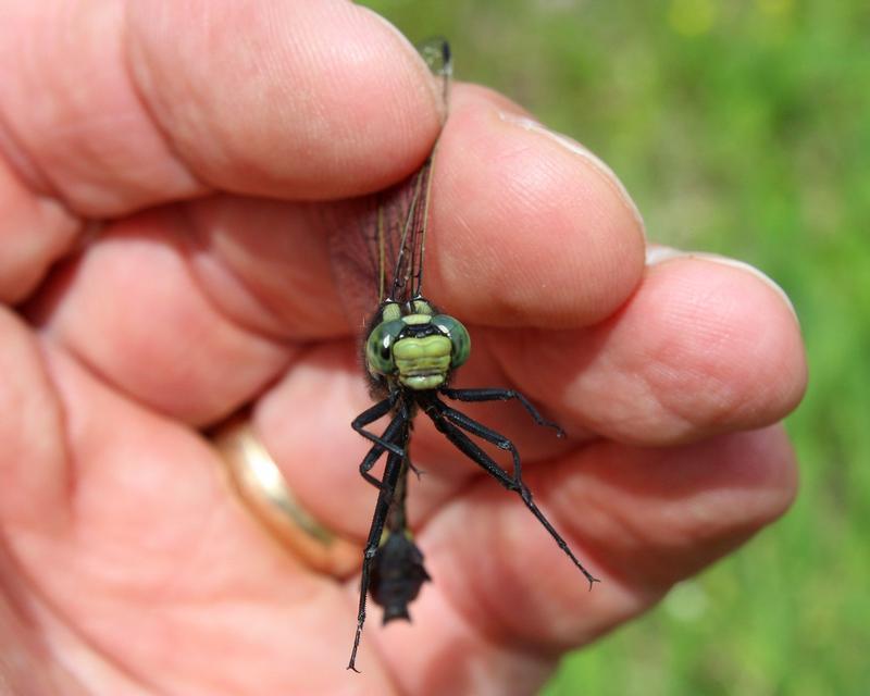 Photo of Skillet Clubtail