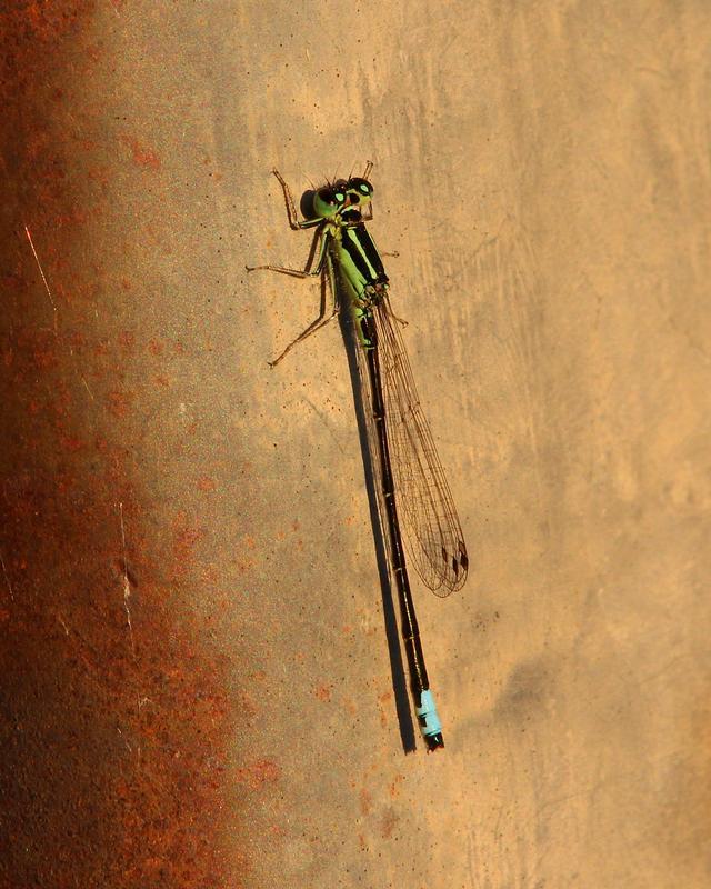 Photo of Eastern Forktail