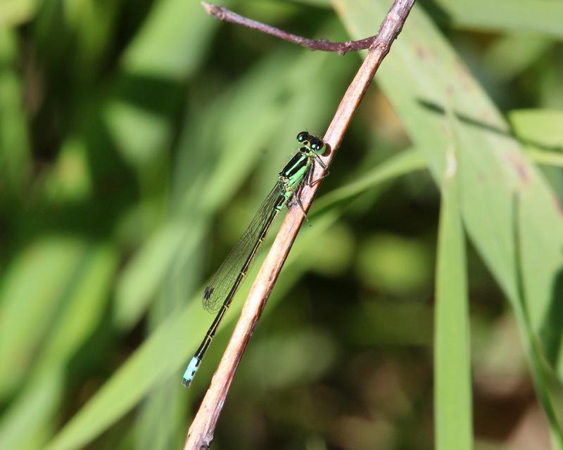 Photo of Eastern Forktail