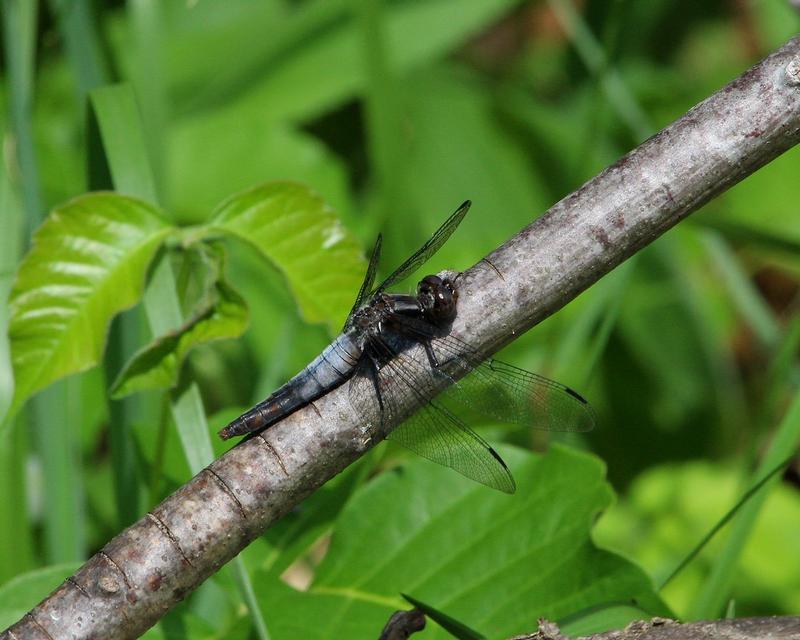 Photo of Chalk-fronted Corporal