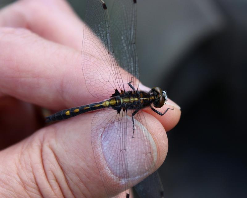Photo of Dot-tailed Whiteface