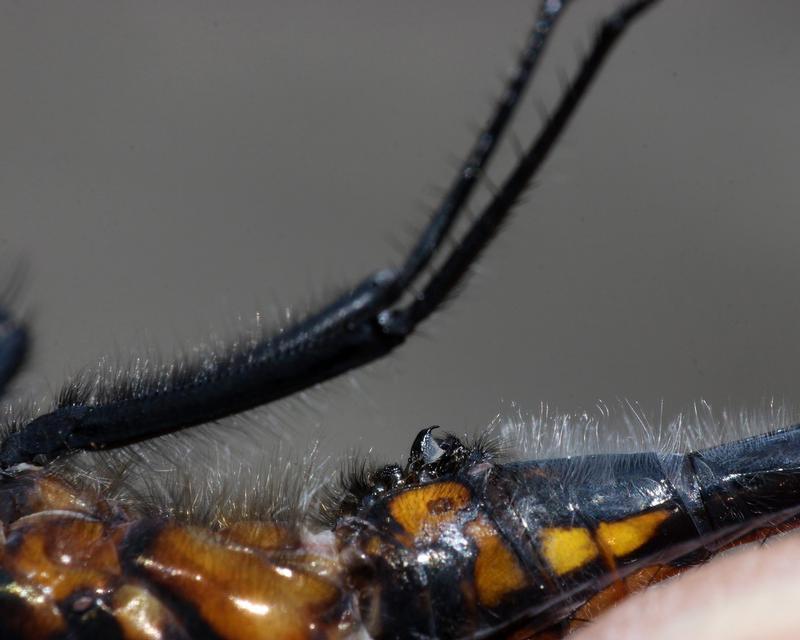 Photo of Dot-tailed Whiteface