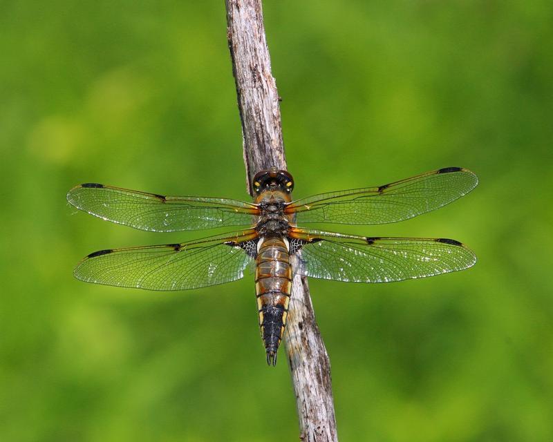 Photo of Four-spotted Skimmer