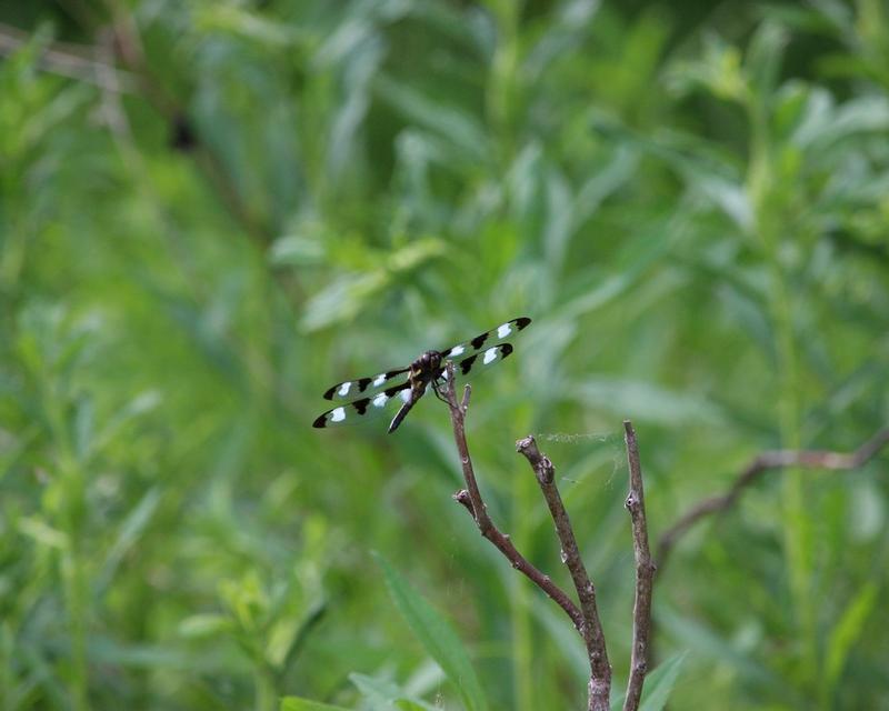 Photo of Twelve-spotted Skimmer