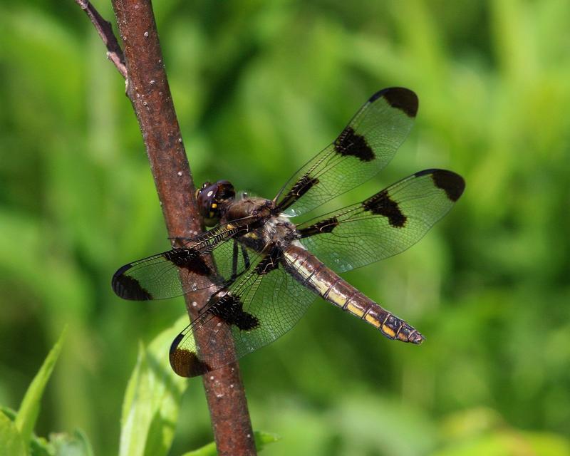 Photo of Twelve-spotted Skimmer