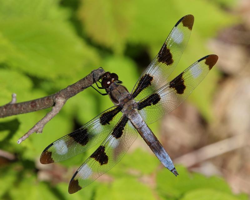 Photo of Twelve-spotted Skimmer