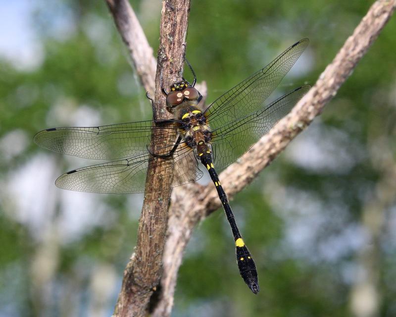 Photo of Swift River Cruiser (Illinois River Cruiser ssp.)