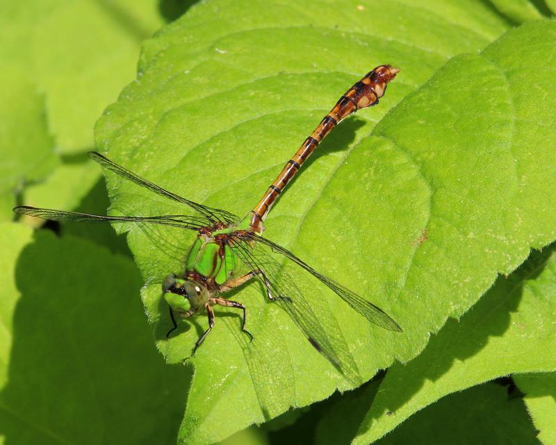Photo of Rusty Snaketail