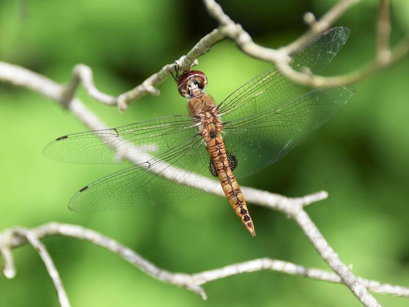 Photo of Spot-winged Glider
