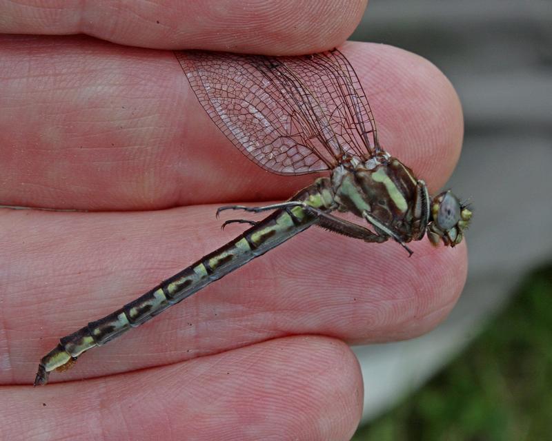 Photo of Ashy Clubtail