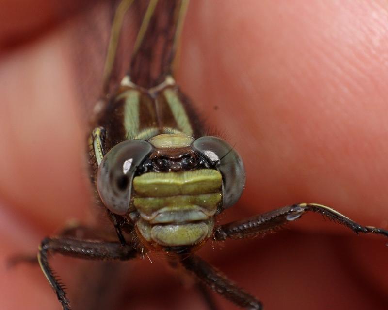Photo of Ashy Clubtail