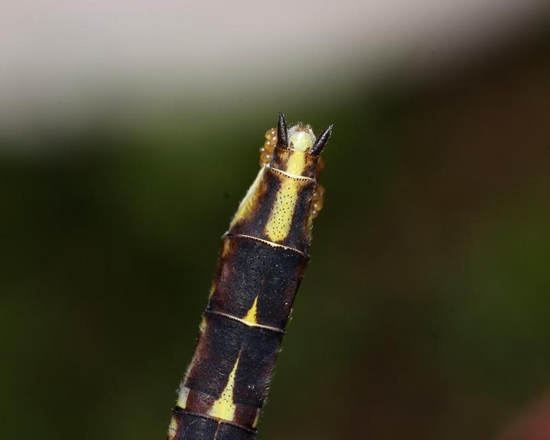 Photo of Ashy Clubtail