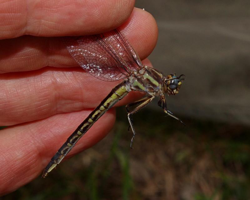 Photo of Dusky Clubtail