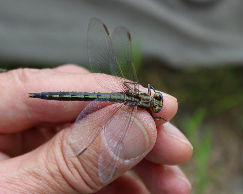 Photo of Dusky Clubtail