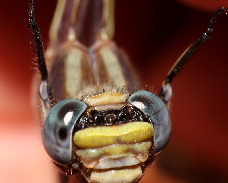Photo of Dusky Clubtail