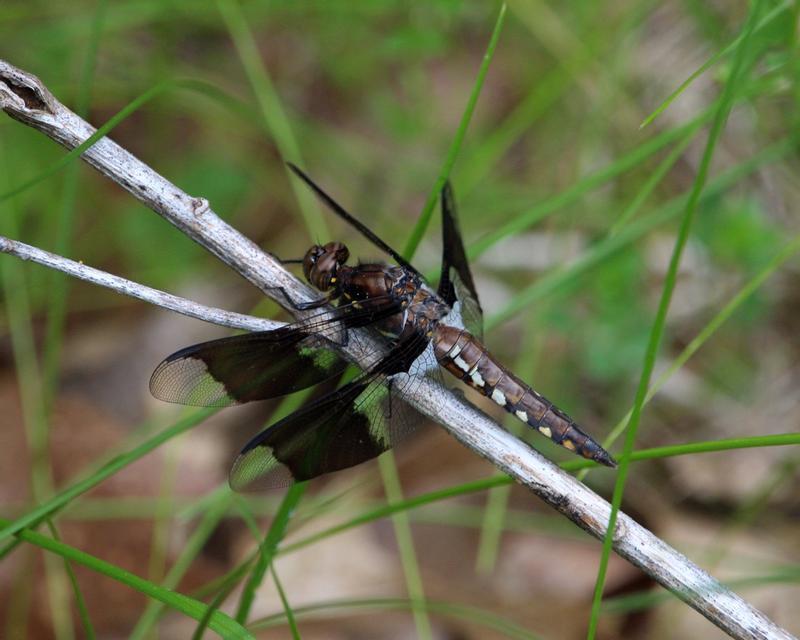 Photo of Common Whitetail