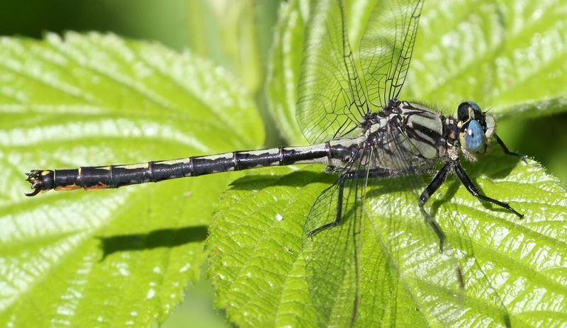 Photo of Horned Clubtail