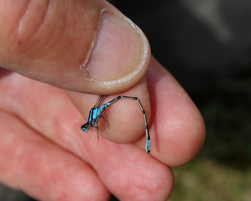 Photo of Skimming Bluet