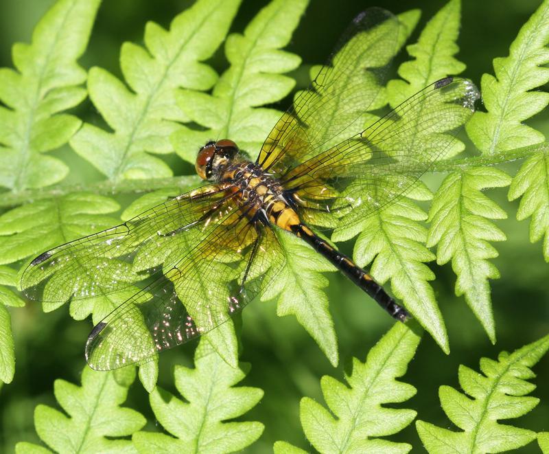 Photo of Belted Whiteface