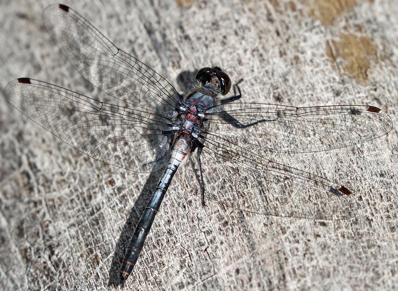 Photo of Belted Whiteface