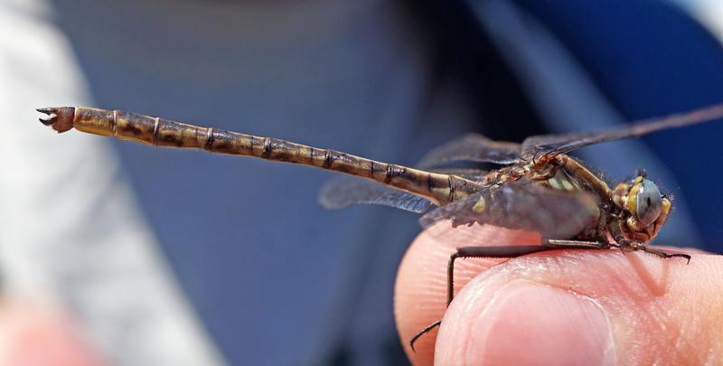 Photo of Dusky Clubtail