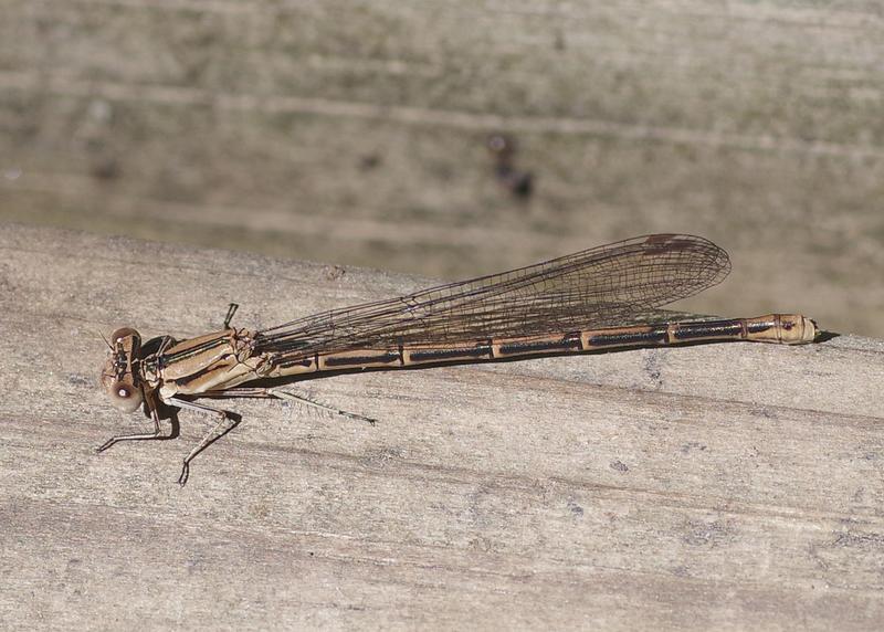 Photo of Variable Dancer (Violet Dancer ssp.)