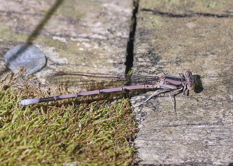 Photo of Variable Dancer (Violet Dancer ssp.)