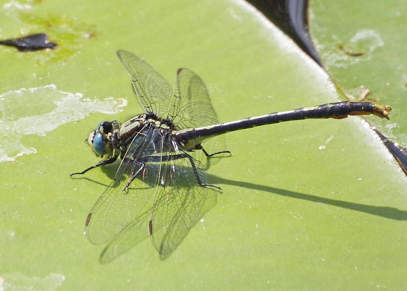 Photo of Lilypad Clubtail
