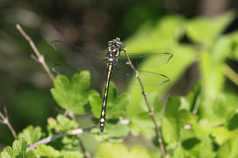 Photo of Arrowhead Spiketail