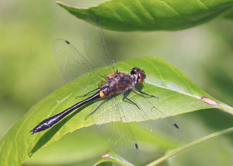 Photo of Racket-tailed Emerald