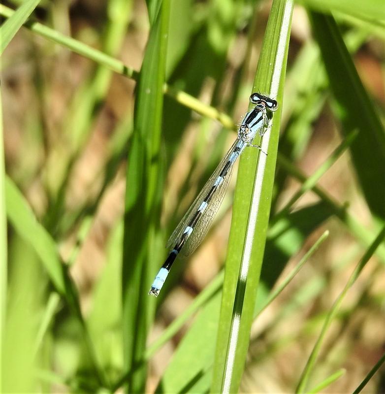 Photo of Tule Bluet