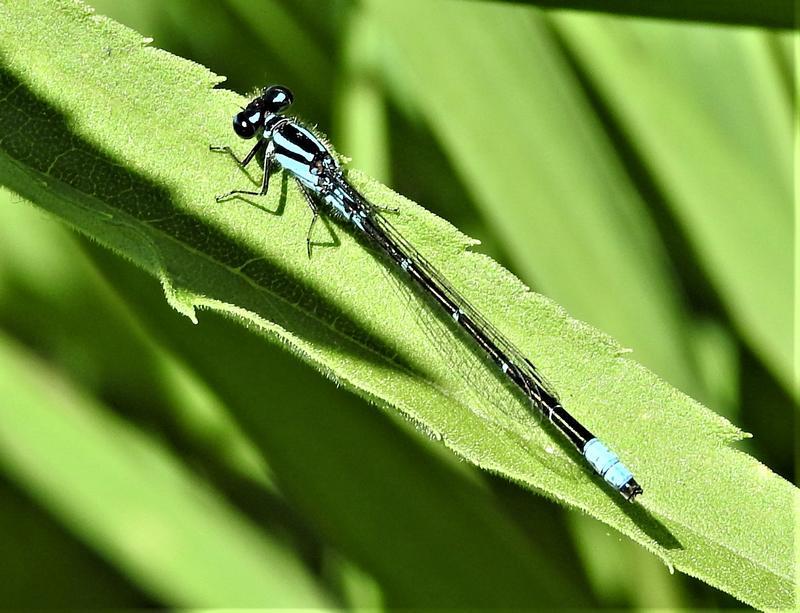 Photo of Skimming Bluet