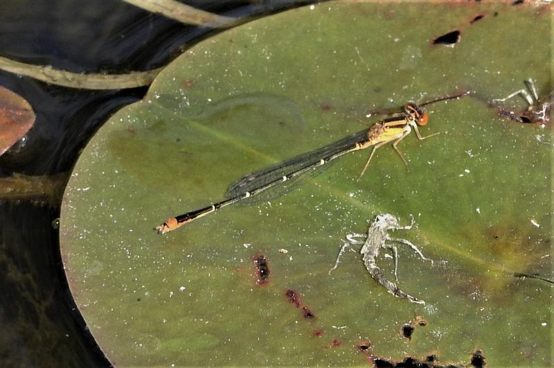 Photo of Orange Bluet