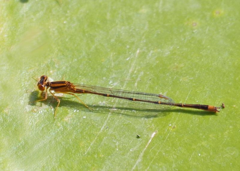 Photo of Orange Bluet