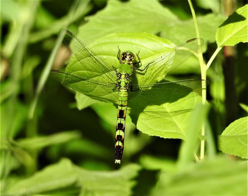 Photo of Eastern Pondhawk