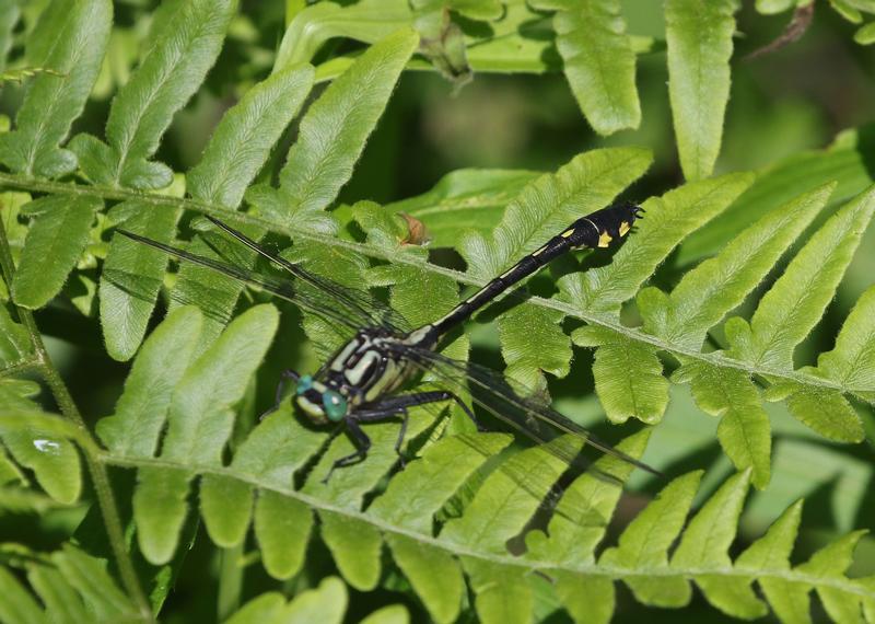 Photo of Splendid Clubtail