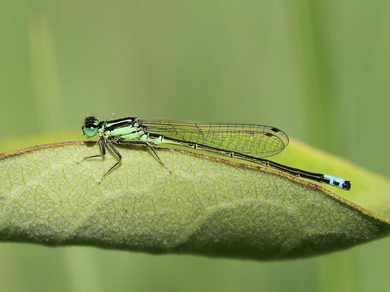 Photo of Eastern Forktail