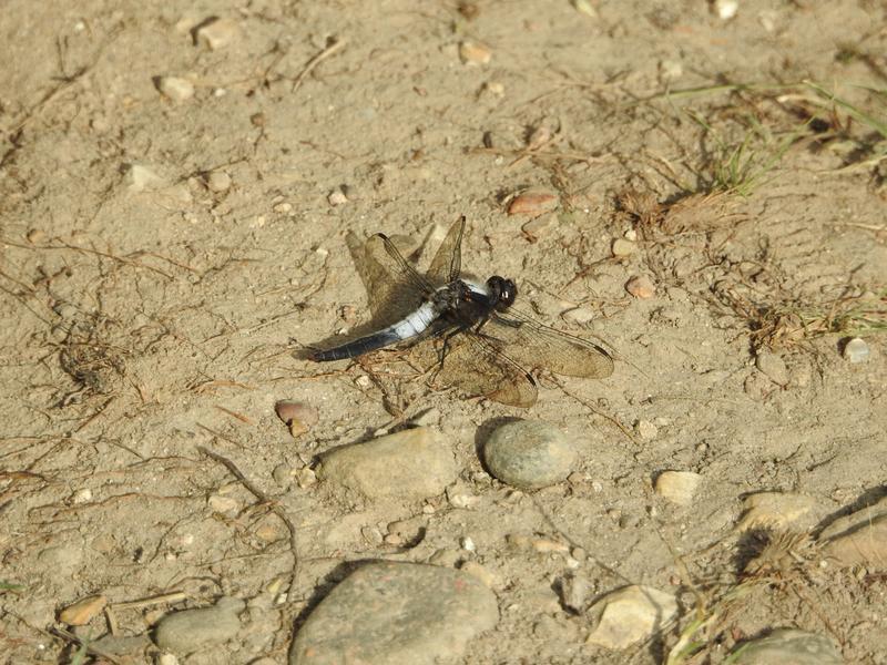 Photo of Chalk-fronted Corporal