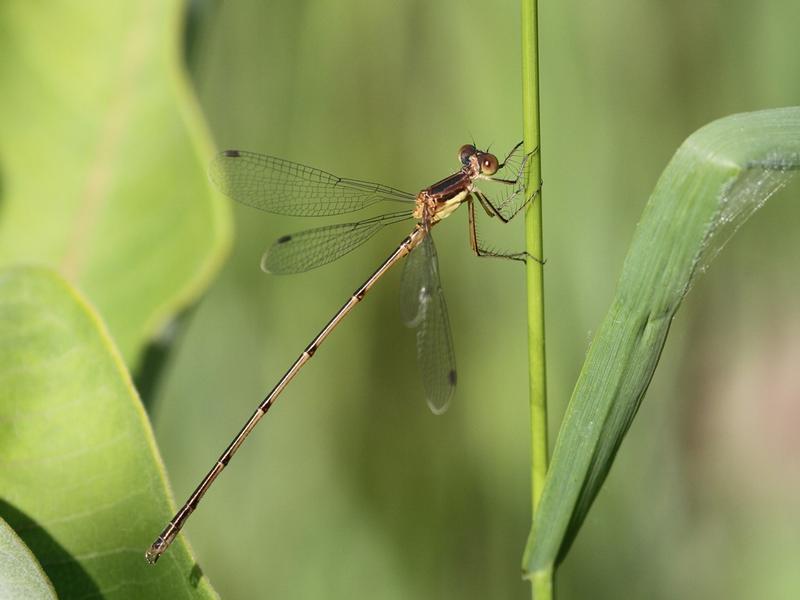 Photo of Slender Spreadwing